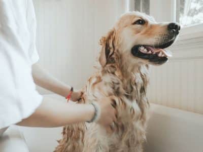 Pet Head productos de higiene para perros y gatos